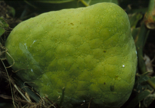 معرفی و راهنمای پرورش درختان میوه - بوتانگ